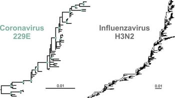 Grafik: Jó/Charité. Wie auch der Stammbaum des Influenzavirus H3N2 (rechts) zeigt der Stammbaum des landläufigen Erkältungscoronavirus 229E (links) eine asymmetrische Form, die auf eine Flucht vor dem Immunsystem (Antigen-Drift) hindeutet. Skala: Mutationen/Erbgut-Baustein. Grafik: Jó/Charité. Wie auch der Stammbaum des Influenzavirus H3N2 (rechts) zeigt der Stammbaum des landläufigen Erkältungscoronavirus 229E (links) eine asymmetrische Form, die auf eine Flucht vor dem Immunsystem (Antigen-Drift) hindeutet. Skala: Mutationen/Erbgut-Baustein.