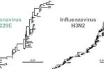 Grafik: Jó/Charité. Wie auch der Stammbaum des Influenzavirus H3N2 (rechts) zeigt der Stammbaum des landläufigen Erkältungscoronavirus 229E (links) eine asymmetrische Form, die auf eine Flucht vor dem Immunsystem (Antigen-Drift) hindeutet. Skala: Mutationen/Erbgut-Baustein.