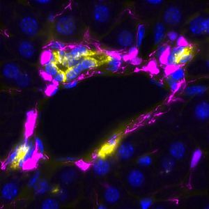 Foto: Ein Schnitt durch das Lebergewebe zeigt, wie Mesenchymzellen (rosa) die Leberduktalzellen (gelb und blau) während der Leberregeneration berühren und umhüllen. Alle Zellkerne sind in Blau sichtbar. © Anna Dowbaj, Meritxell Huch Gruppe, MPI-CBG