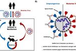 Abb.: Die Einschleppung von SARS-CoV-2 in Nerzfarmen führt zur Entstehung von mutierten Viren, die teilweise der Kontrolle durch Antikörper entkommen. © Markus Hoffmann, Deutsches Primatenzentrum